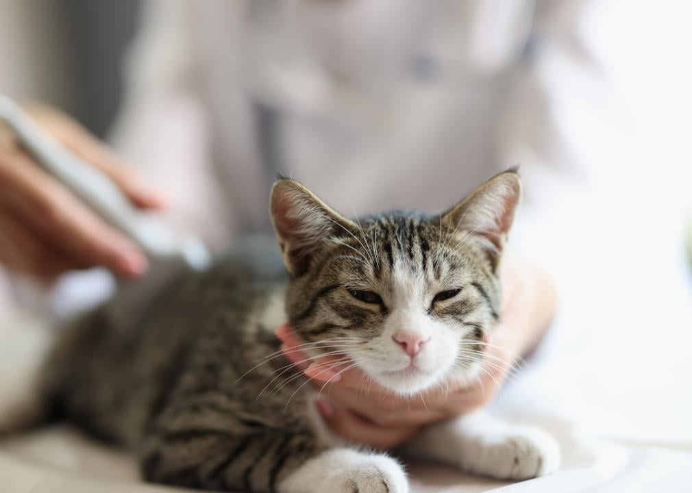 Gov. DeSantis signed pet insurance regulation bill