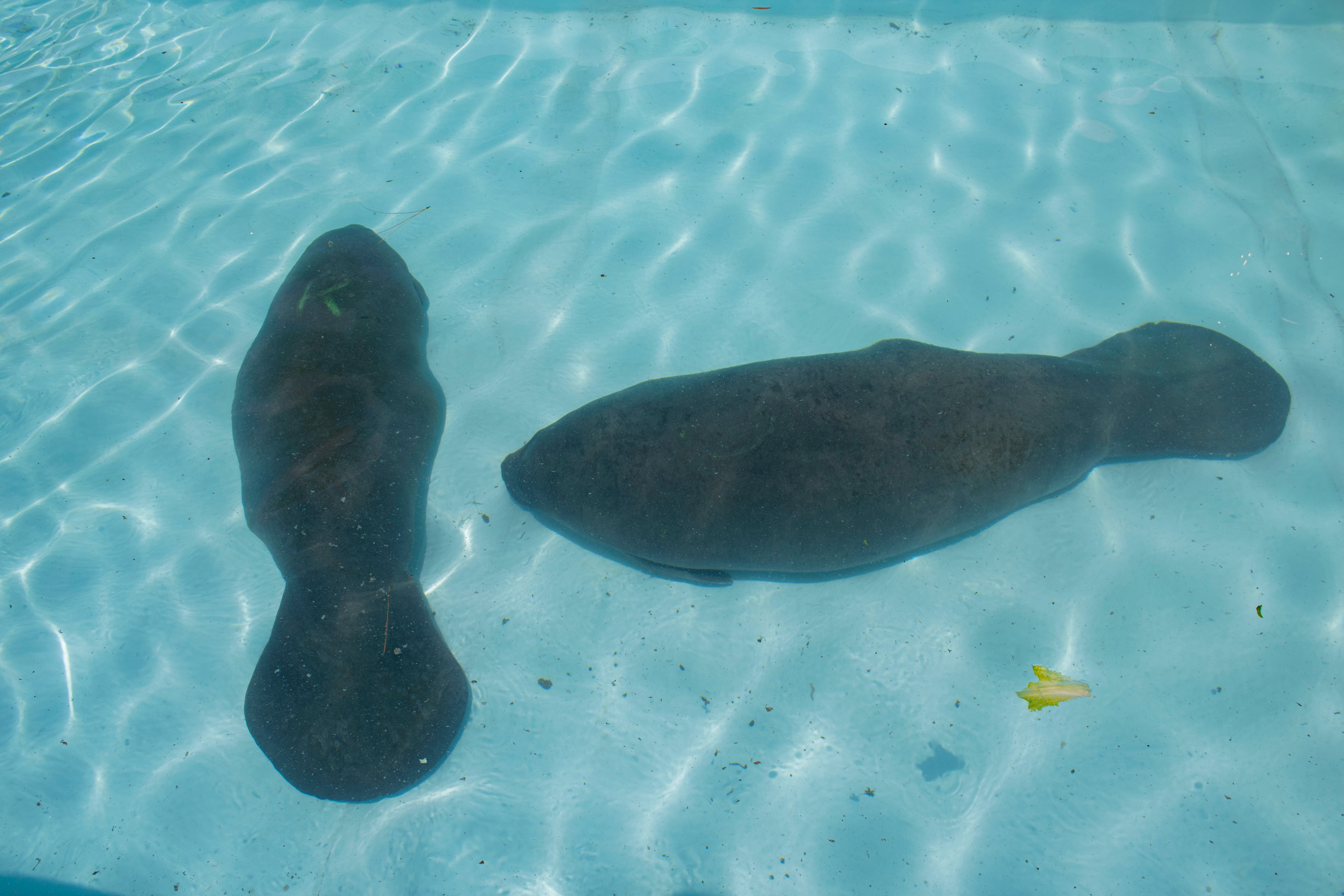 State Appeals In Manatee Protection Fight